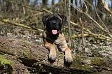 BULLMASTIFF 391